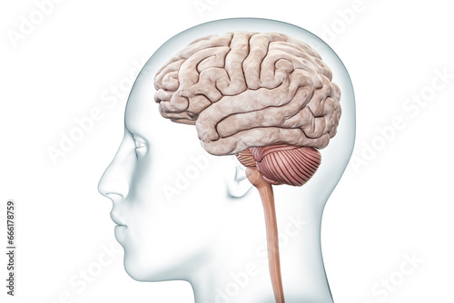 Human brain with cerebellum and brainstem profile view with body accurate 3D rendering illustration. Neurology, neuroscience, anatomy, medical diagram, nervous system concepts.