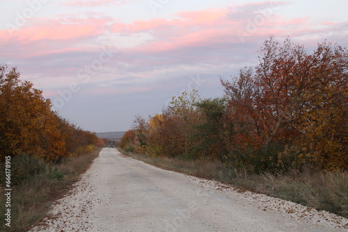 A road with trees on the side