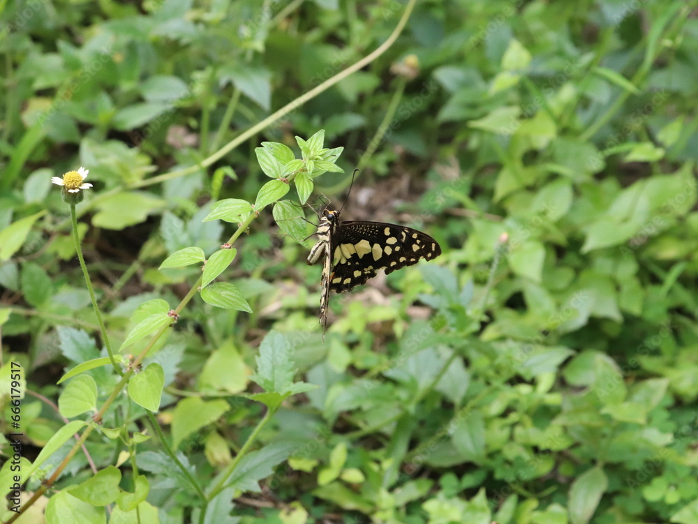 A beautiful and beautiful colored butterfly landed on a small green plant near the surface of the ground.
A beautiful and beautiful colored butterfly landed on a small green plant near the surface of the ground.