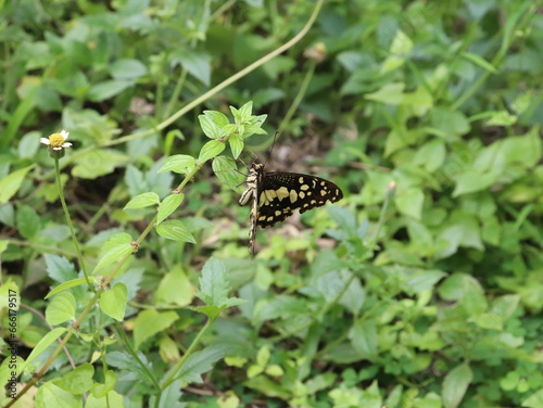  A beautiful and beautiful colored butterfly landed on a small green plant near the surface of the ground.