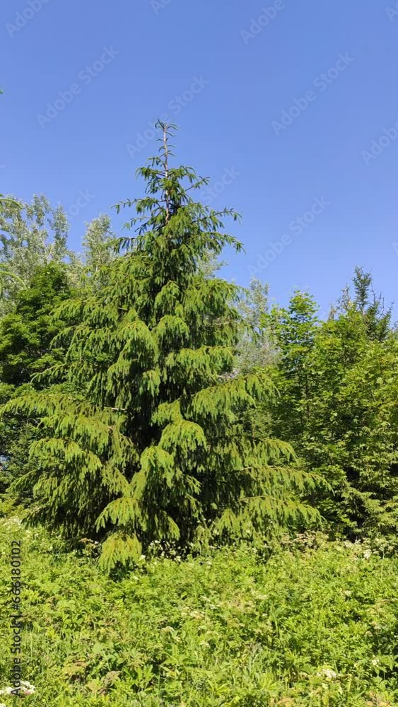 Dense fir trees in a forest. Evergreen trees in the countryside. 
