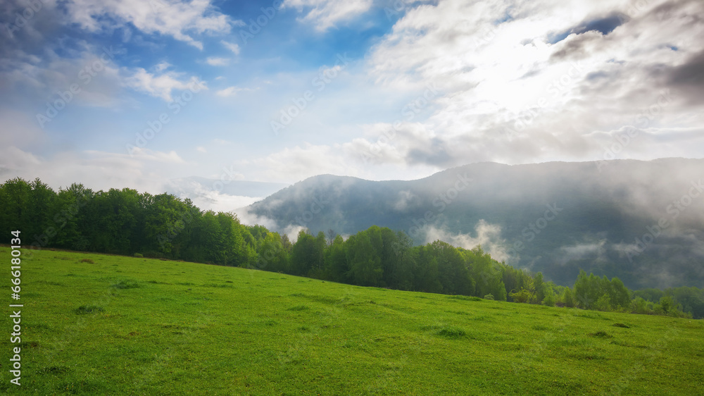 mountainous carpathian countryside landscape with meadow and forest on the hill in spring. stunning scenery with wide green pasture beneath a blue sky with clouds. foggy weather on a sunny morning