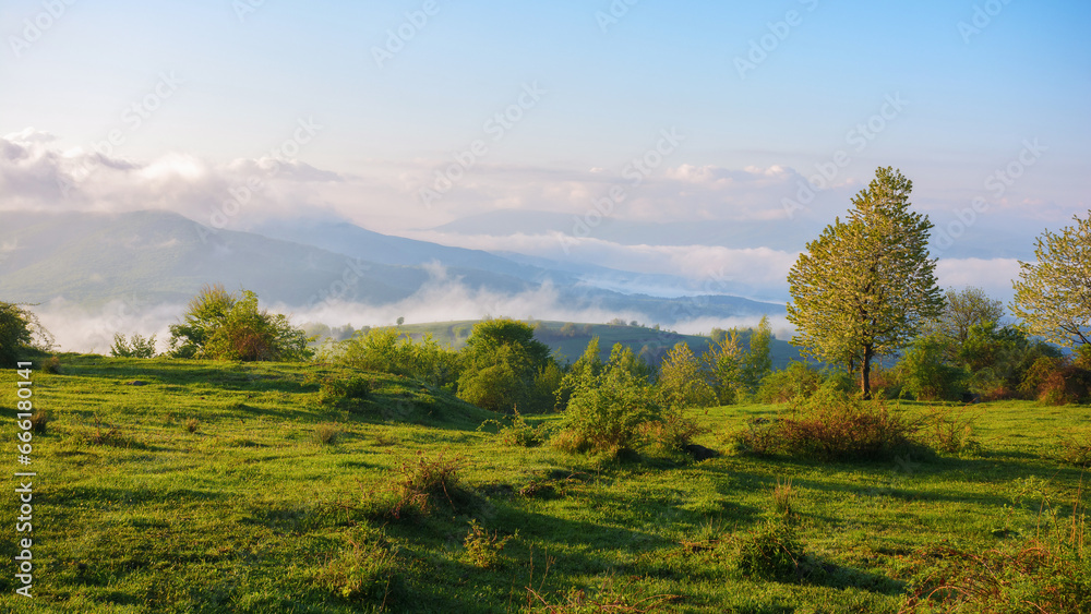 Obraz premium trees on the grassy meadow on a misty morning. beautiful nature scenery of carpathian countryside in spring. distant hills and mountains in fog and clouds. sunny weather