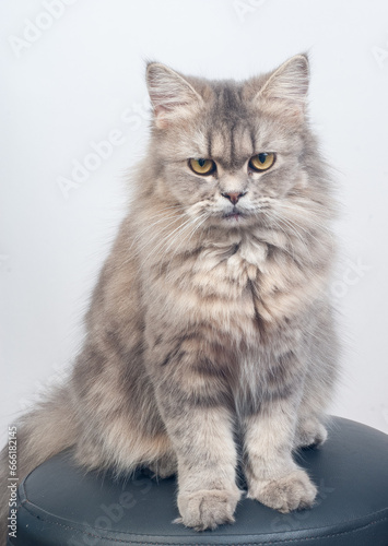 British Longhair Cat, (blue, cream, silver tabby with orange eyes) sitting portrait