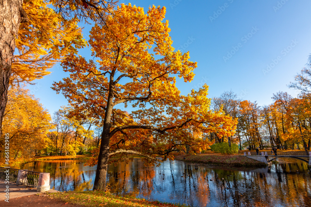 Oak tree in Alexander park in autumn, Pushkin, Saint Petersburg, Russia