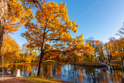 Oak tree in Alexander park in autumn  Pushkin  Saint Petersburg  Russia