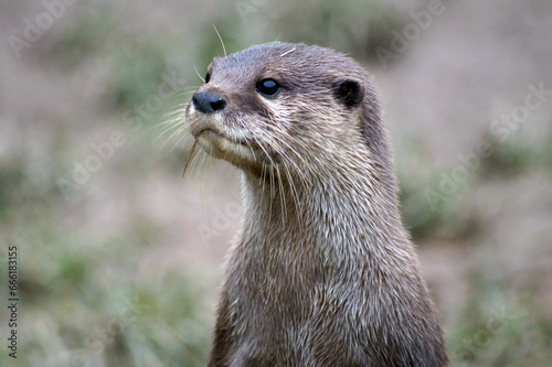 close up of an otter