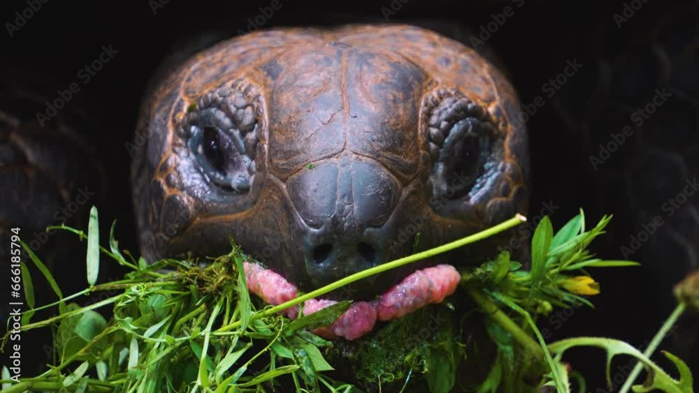 Close up of giant turtle eating weeds Close up of giant turtle eating weeds