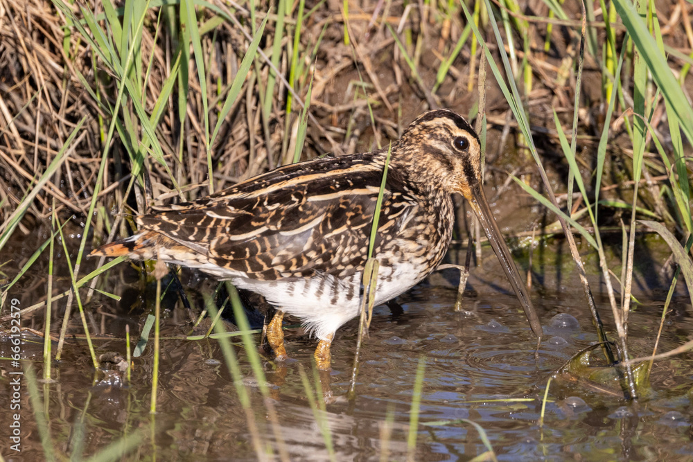 African Snipe (Gallinago nigripennis) in Rietvlei Nature Reserve African Snipe (Gallinago nigripennis) in Rietvlei Nature Reserve