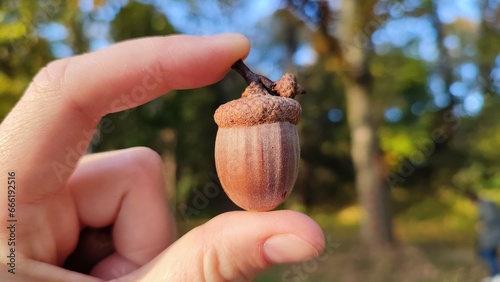 An acorn in a hand. Autumn forest, a park. A female hand hold a single acorn in a hand. Fingers holding one big acorn in a part. photo