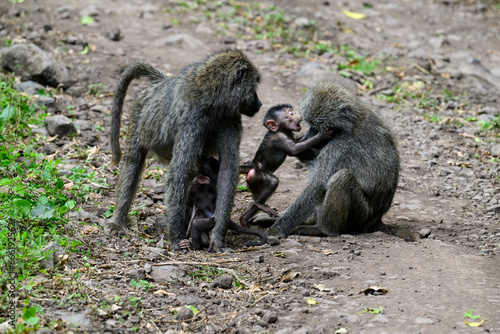 Male and Female Olive Baboons with babies, family portrait