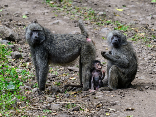 Male and Female Olive Baboons with babies, family portrait