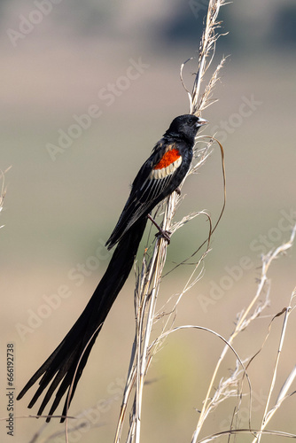 Male Long-tailed Widowbird (Langstertflap) in Rietvlei Nature Reserve photo