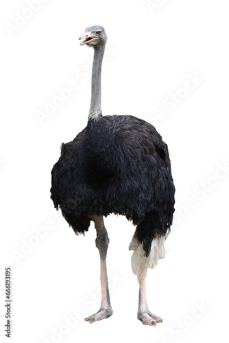 The big ostrich bird on white background have path