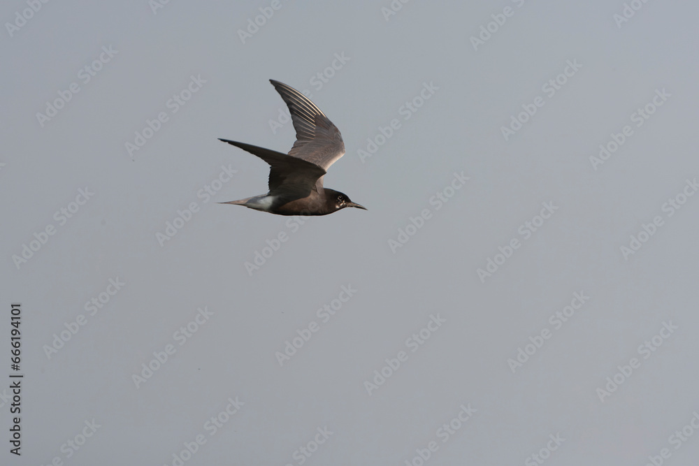 Obraz premium Black Tern, Chlidonias niger
