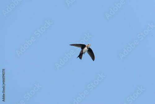 Alpengierzwaluw, Alpine Swift, Apus melba