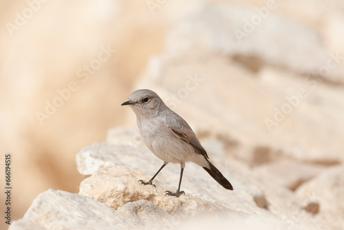 Blackstart, Cercomela melanura