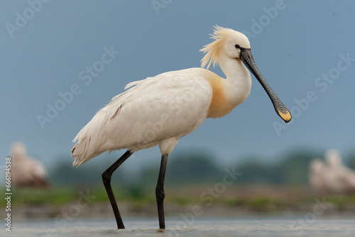 Eurasian Spoonbill, Platalea leucorodia