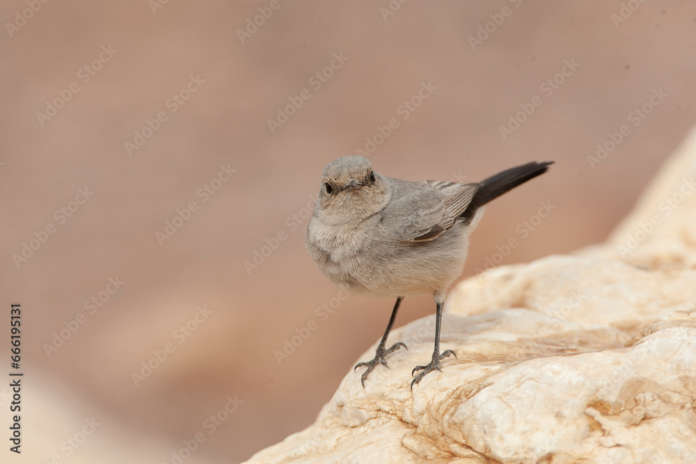 Fototapeta premium Blackstart, Cercomela melanura
