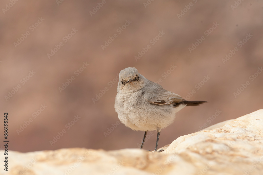 Fototapeta premium Blackstart, Cercomela melanura