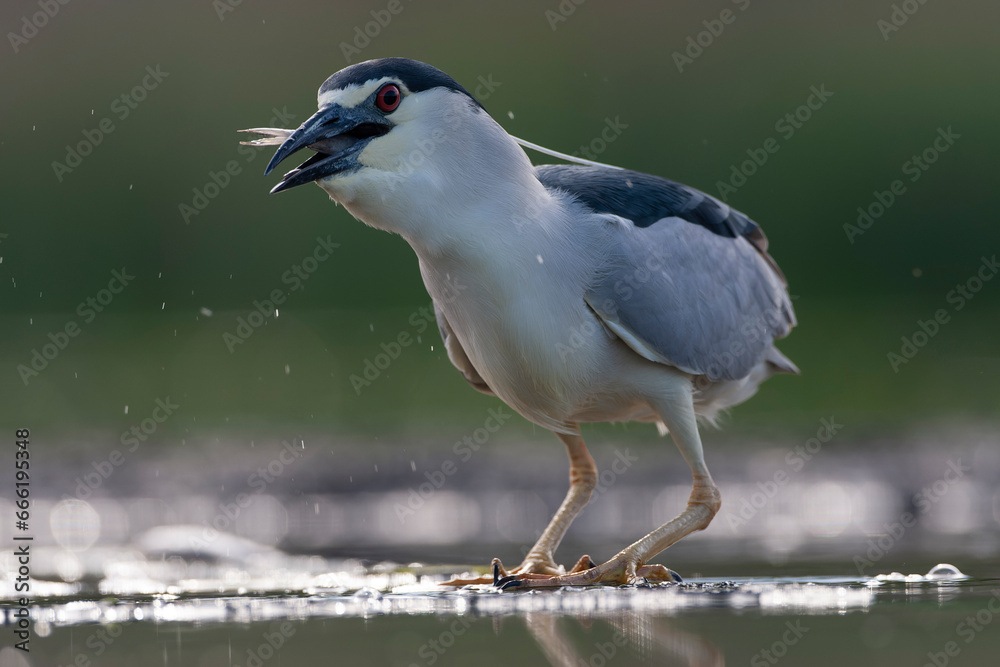 Obraz premium Black-crowned Night Heron, Nycticorax nycticorax