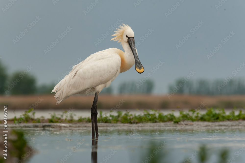Eurasian Spoonbill, Platalea leucorodia