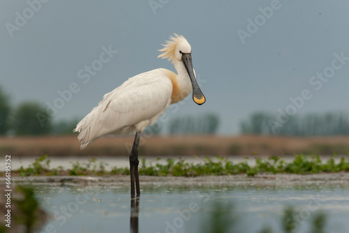 Eurasian Spoonbill, Platalea leucorodia