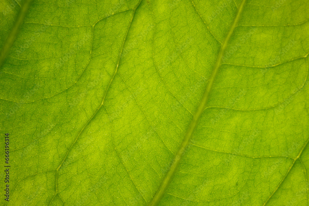 Vue macro de feuille verte de plante Vue macro de feuille verte de plante
