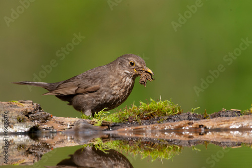 Eurasian Blackbird, Turdus merula