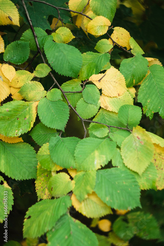 Leaves turning yellow