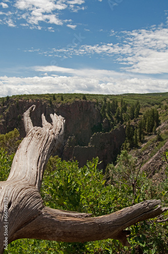 A Colorado Canyon With A Dead Tree Trunk In The Foreground 