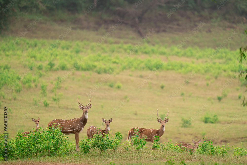 Spotted Deer @ Banks of Bhadra Wildlife Sanctuary Spotted Deer @ Banks of Bhadra Wildlife Sanctuary