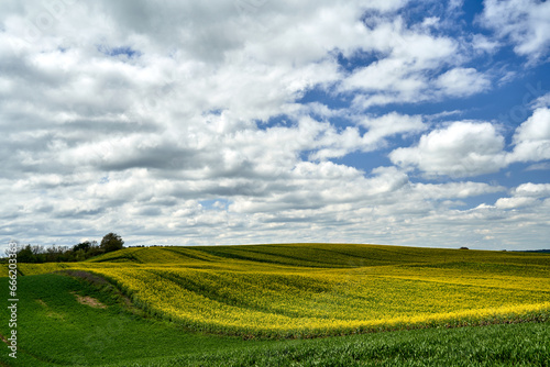 Rural landscape with hills covered with rapeseed and cereal crops during summer in Poland