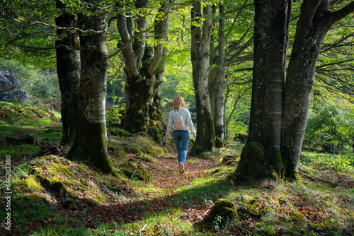 Lonely woman strolling through the enchanted forest of giant beech trees and contemplating the landscape, Alava, Spain.