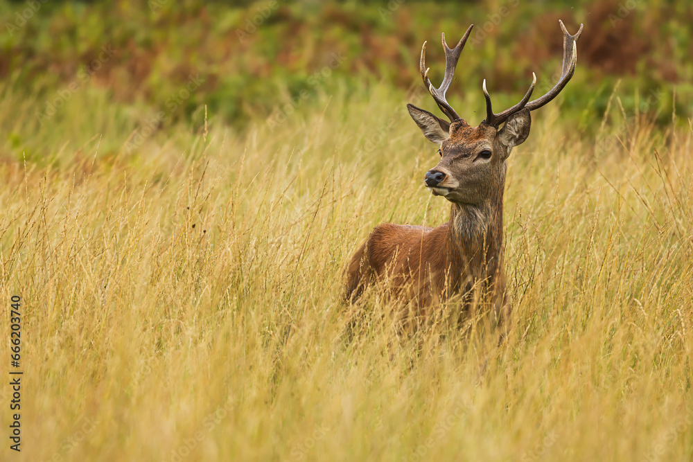 Fototapeta premium the red deer (Cervus elaphus) is hidden in the grass