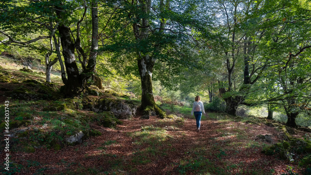 Woman strolling through the enchanted beech forest along the path between huge trees, Alava, Spain. Woman strolling through the enchanted beech forest along the path between huge trees, Alava, Spain.