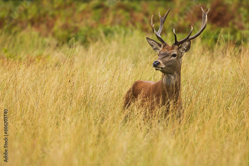 the red deer  Cervus elaphus  is hidden in the grass