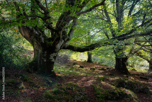 Huge beech tree with large branches in the enchanted forest of the Basque Country, Alava.