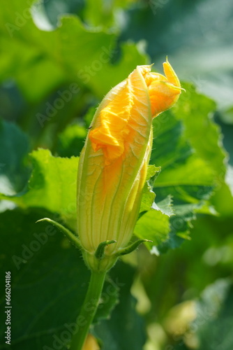 Beautiful yellow bud of zucchini flower in leaves and rays of sun