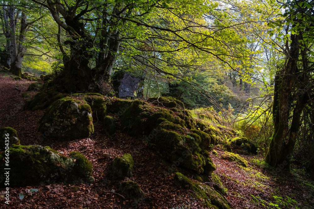 Beautiful landscape of an enchanted beech forest with rays of sun entering through the branches, Alava, Spain. Beautiful landscape of an enchanted beech forest with rays of sun entering through the branches, Alava, Spain.