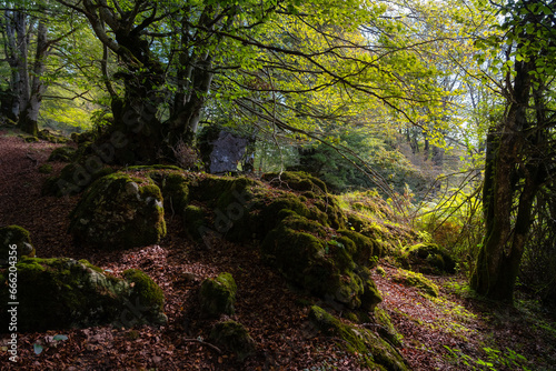 Beautiful landscape of an enchanted beech forest with rays of sun entering through the branches  Alava  Spain.