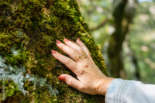 Senior woman's hand touching the moss of a large beech tree in the forest, Alava, Spain. photo