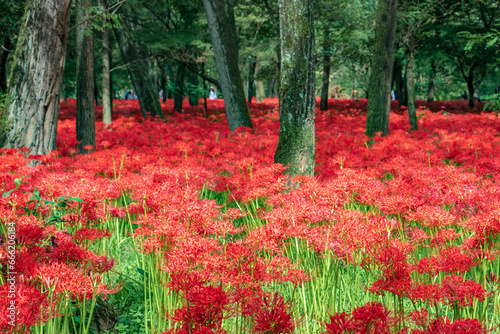 фотографія Kinchakuda Manjushage Park is the famous Red spider lily garden in Saitama, Japan