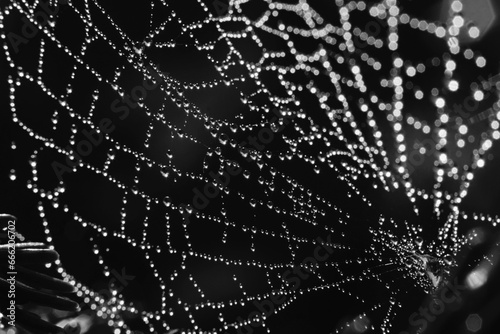 Cobweb, black and white background