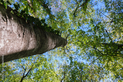 Cuadro en lienzo Nadir plane photograph of a tree