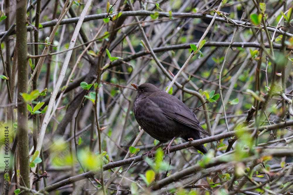 Beautiful blackbird (Turdus merula) sitting and sings on the branch Beautiful blackbird (Turdus merula) sitting and sings on the branch