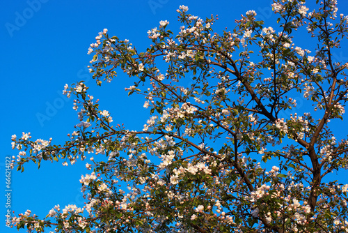 spring flowering of an apple tree against a blue sky