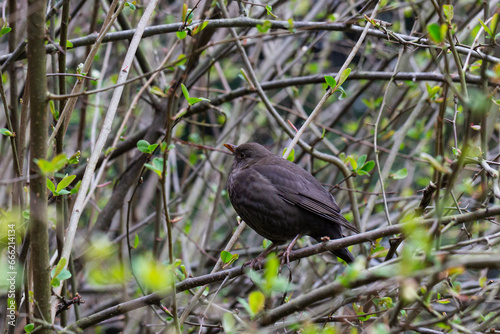 Beautiful blackbird (Turdus merula) sitting and sings on the branch