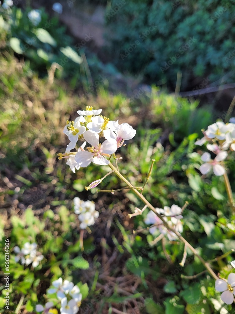 Diplotaxis erucoides. White flowers in the garden in a sunny day Diplotaxis erucoides. White flowers in the garden in a sunny day