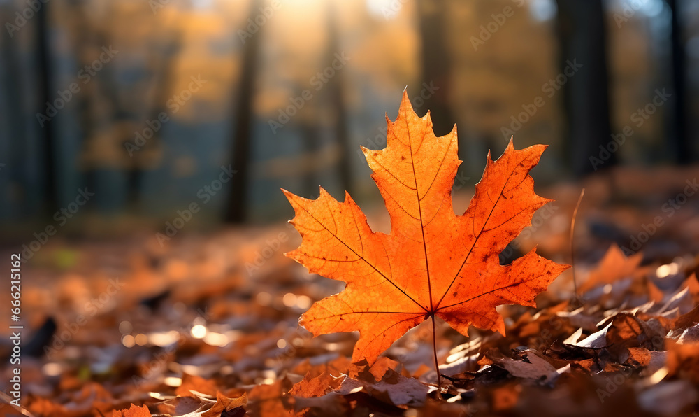 Autumn Season, maple leaf background on autumn or spring season, red and orange maple leaf falling down on the ground in an autumn season, Single maple leaf, Isolated autumn background Autumn Season, maple leaf background on autumn or spring season, red and orange maple leaf falling down on the ground in an autumn season, Single maple leaf, Isolated autumn background